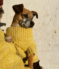 Suéter Rib para mascota