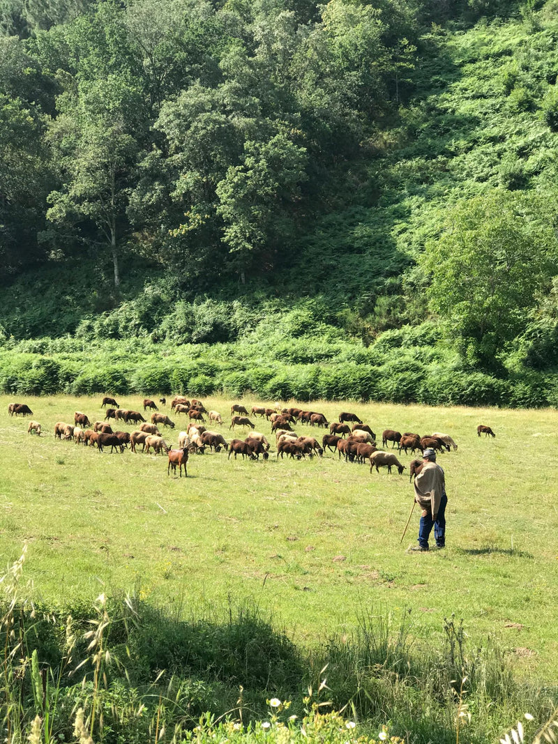 flocks_sheep