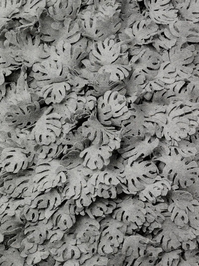 Monstera
